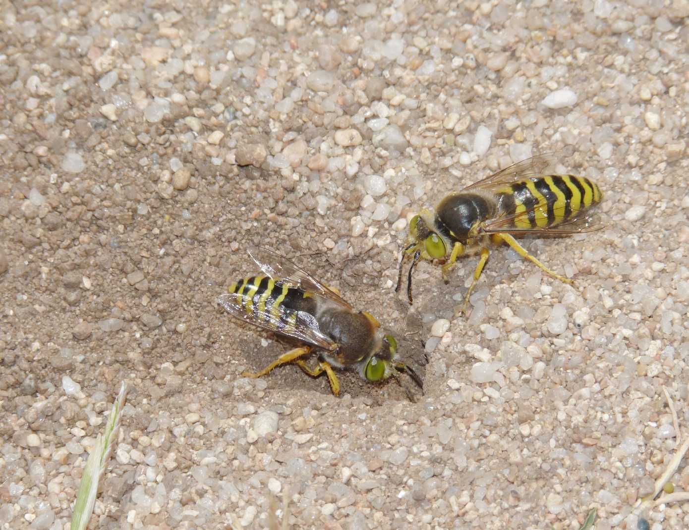 Corteggiamenti di gruppo: Bembix rostrata (Crabronidae)